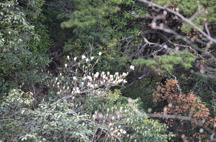 繁茂树林中的多彩枝叶