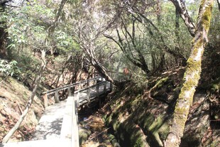 山间小径穿行于茂密树林