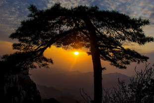 日出时分的孤松剪影