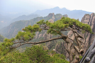 黄山奇峰上的苍松景观