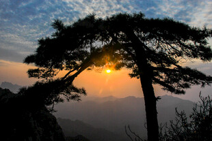 日出下的孤松美景