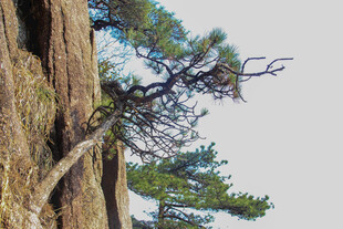 倾斜生长的孤松