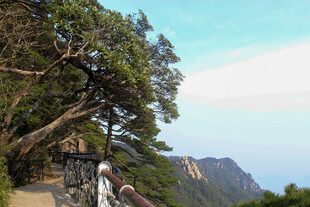 山间蜿蜒栈道旁的葱郁树木