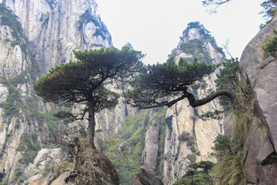 悬崖劲松 尽显自然之壮美