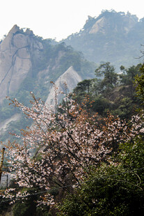 山间烂漫春花映奇峰