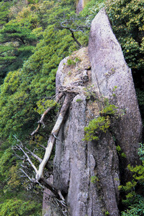 奇峰屹立于葱郁山林间