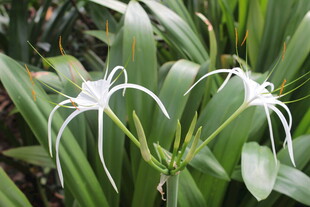 优雅水鬼蕉绽放绿意间