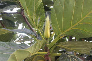 绿叶间的植物花苞