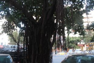 街道旁茂盛的大树