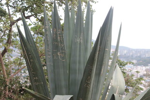 高大芦荟植物特写