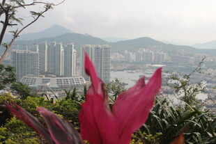 城市风光中的艳丽花卉