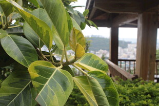 绿叶繁茂的植物景观