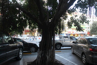 街道旁大树下停放的车辆