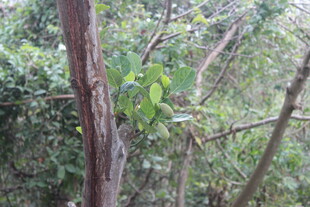 林中树木与繁茂绿叶