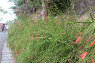 路边盛开的红穗状花草