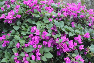 艳丽三角梅绽放