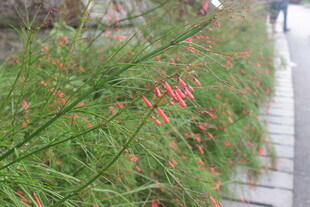 路边翠绿带红穗的植物