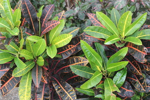 多彩叶片植物特写
