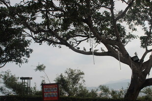 老树挺立 背景天色朦胧