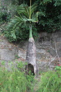 石缝中生长的奇特植物