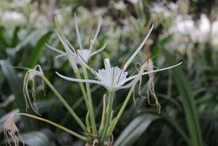 优雅蜘蛛兰绽放