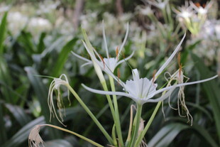 优雅绽放的白色花朵