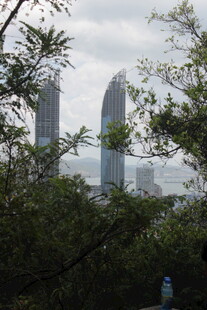 透过枝叶看城市高楼