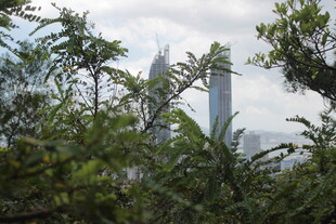 透过绿植望高楼