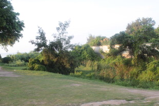 户外绿意盎然的草地与树林