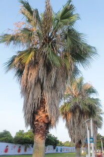 道路旁的高大棕榈树