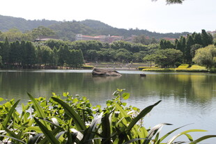 湖畔绿植环绕的宁静风光