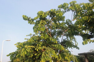 绿叶繁茂的大树