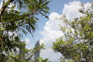 林间蓝天与繁茂枝叶