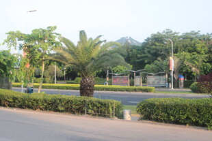 城市街边的绿植景观