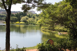 湖畔绿树环绕的自然美景