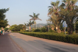 阳光大道旁的棕榈树景观