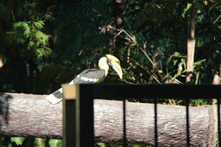 木栏旁休憩的鸟儿