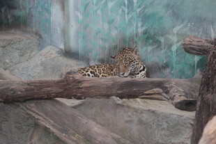 岩石上休憩的花豹