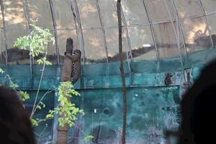 透过围栏看动物园动物