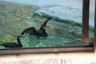 水中黑天鹅展翅