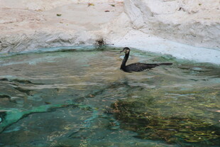 水中游弋的黑鸟