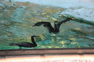 水中双鸟展翅画面