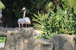 岩石上的火烈鸟与绿植
