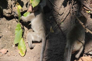 树上玩耍的猴子