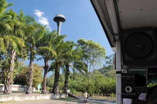 户外棕榈树景观