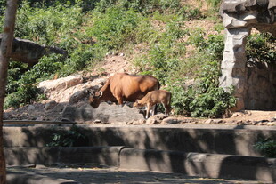 户外树下的棕色牛