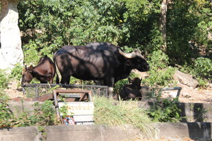 水牛在绿意环绕处休憩