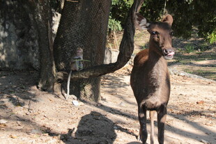 树下健硕的骏马