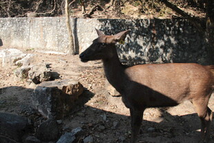 野外站立的棕色羚羊