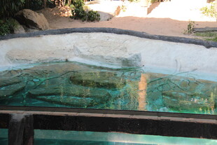 清澈见底的户外泳池